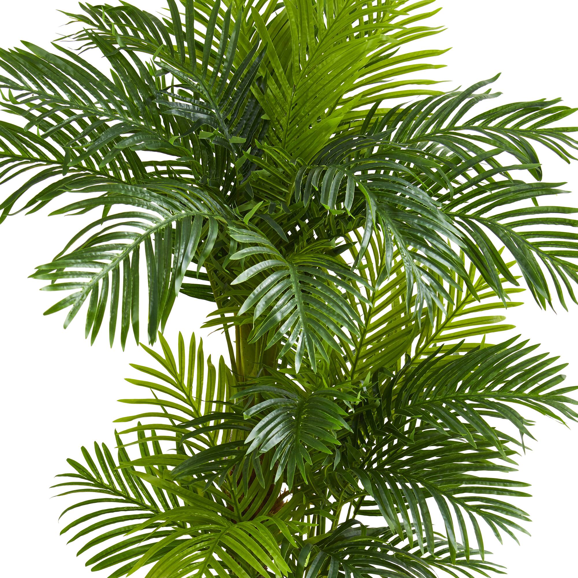 6ft. Potted Hawaii Palm